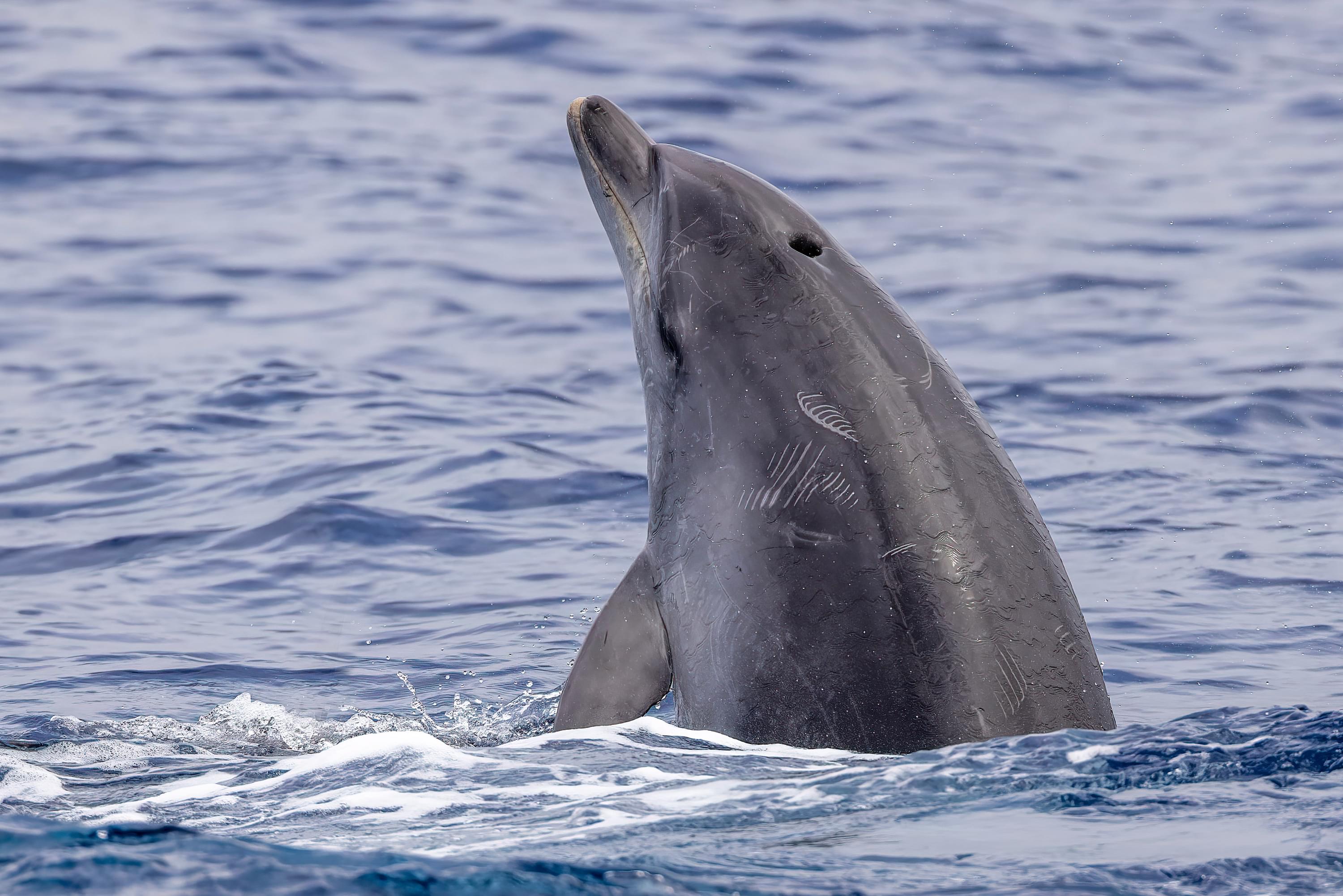 ORCA Common Bottlenose Dolphin orca-common-bottlenose-dolphin